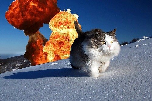 20 Cats Walking Away From Explosions As a Parody To Cool Guys Don't Look At Explosions