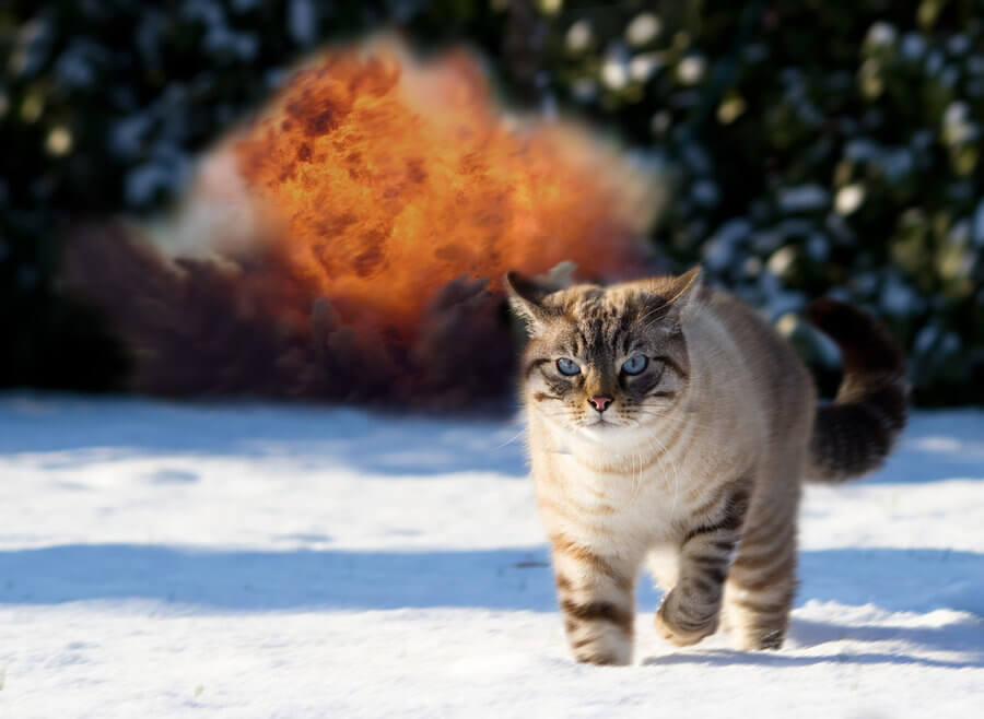 cat walking away from explosion 4 (1)