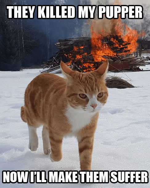 20 Cats Walking Away From Explosions As a Parody To Cool Guys Don't