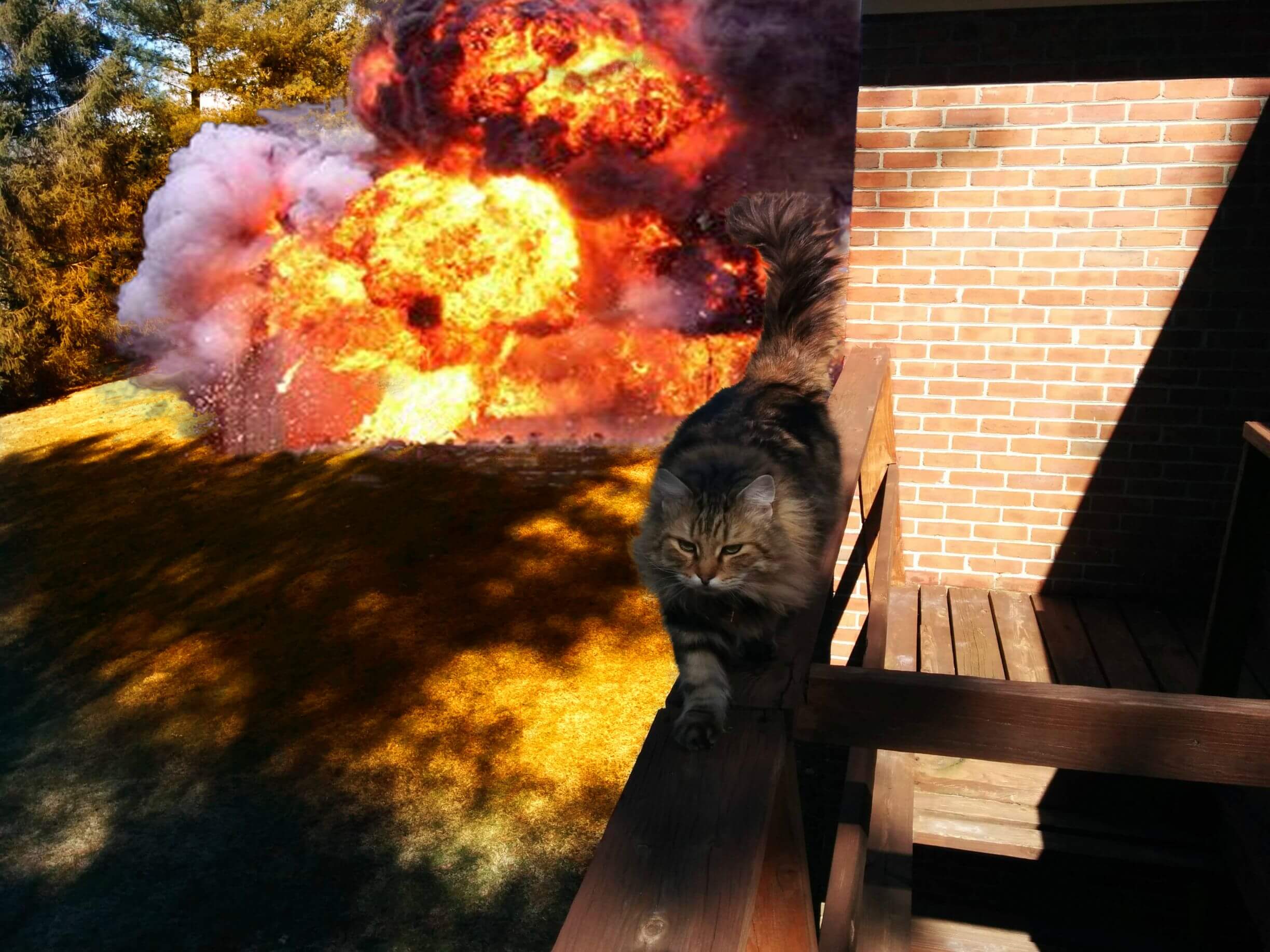 cat walking away from explosion 9 (1)