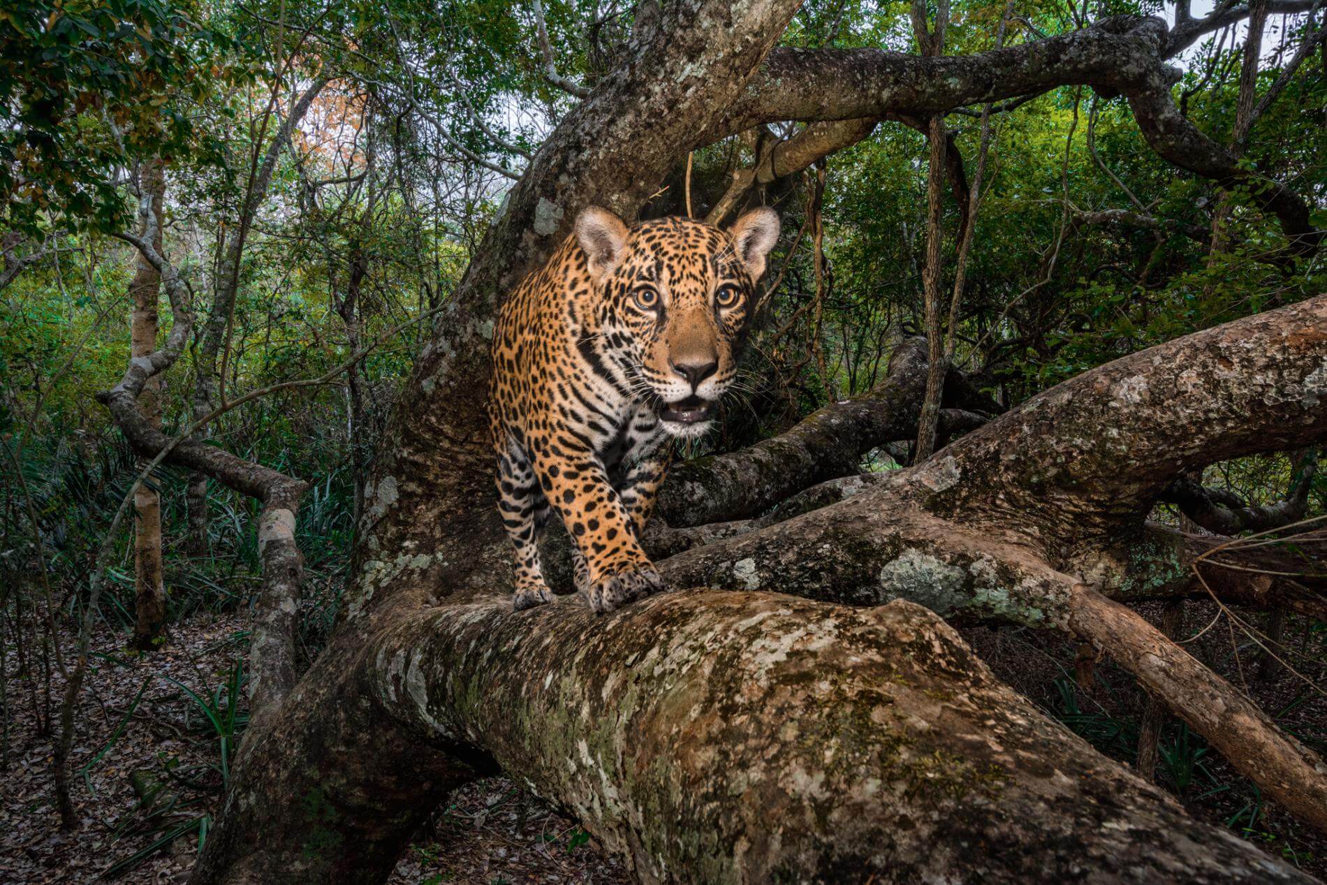 The Best Photos From National Geographic Best Images Of 2017