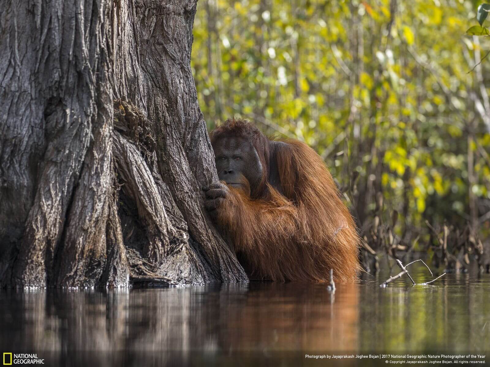 national geographic nature photographer of the year winners 1 (1)