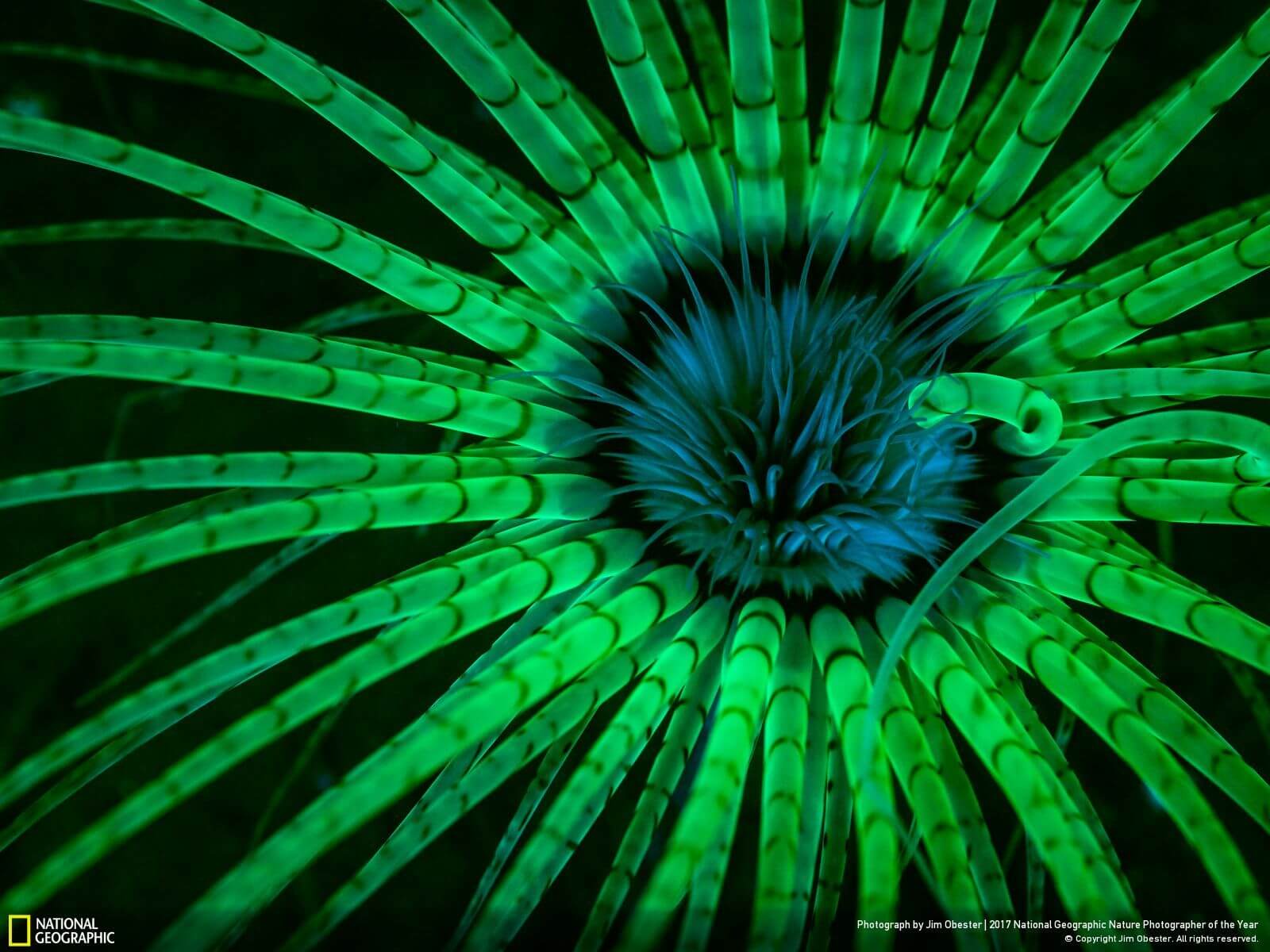 national geographic nature photographer of the year winners 14 (1)