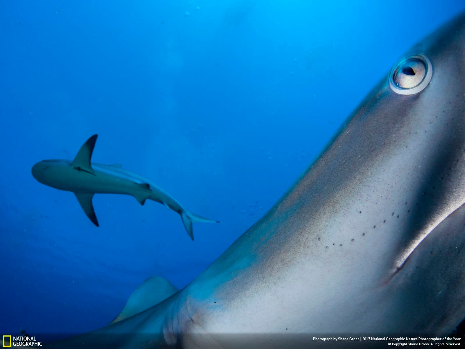 national geographic nature photographer of the year winners 15 (1)