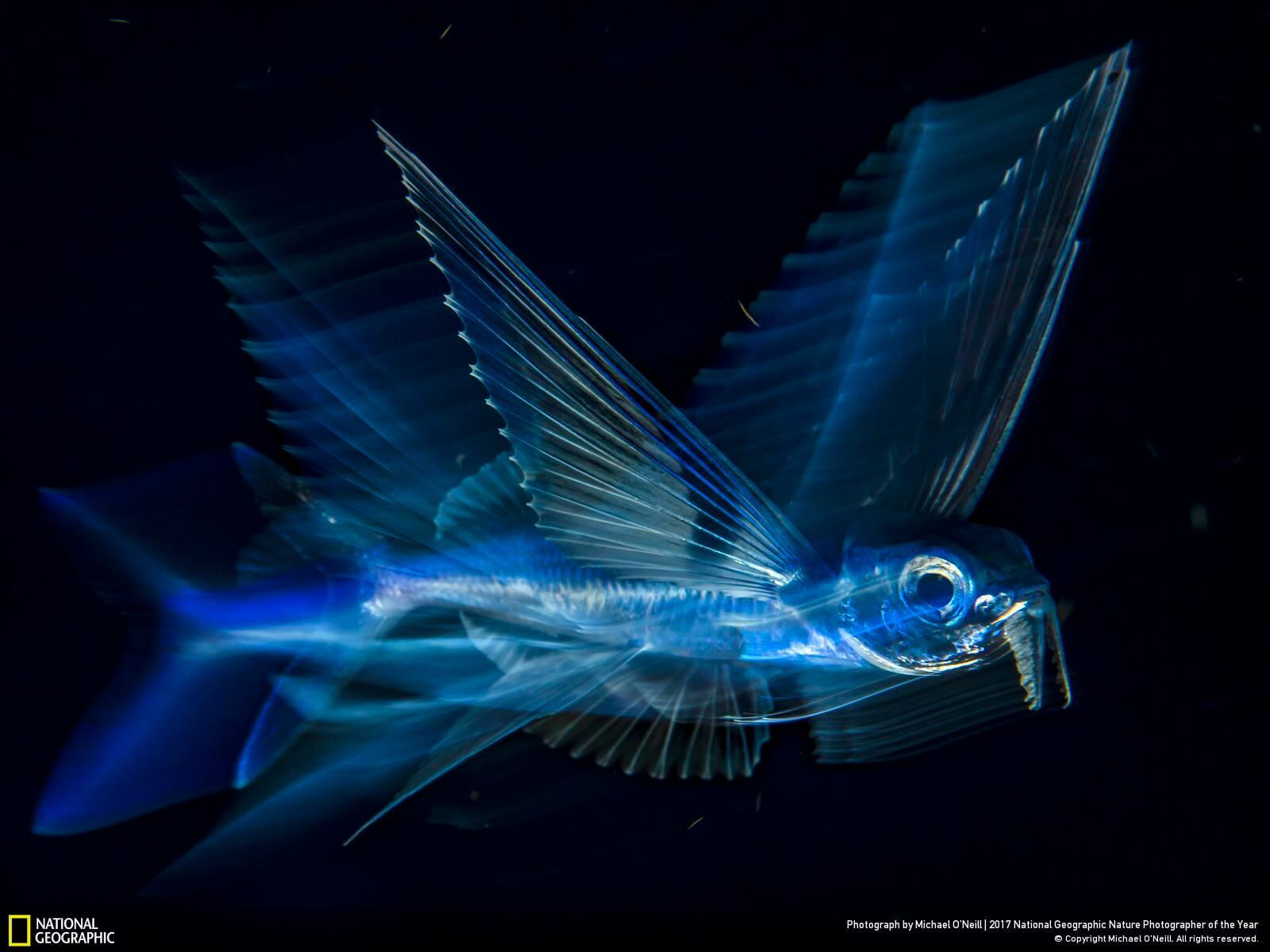 national geographic nature photographer of the year winners 16 (1)