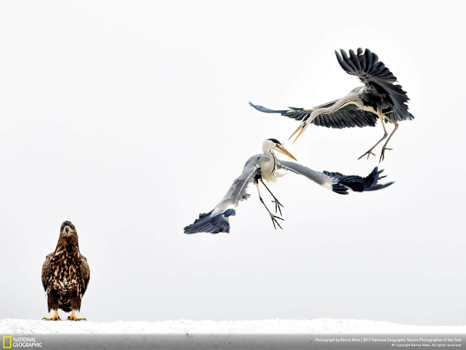 national geographic nature photographer of the year winners 3 (1)