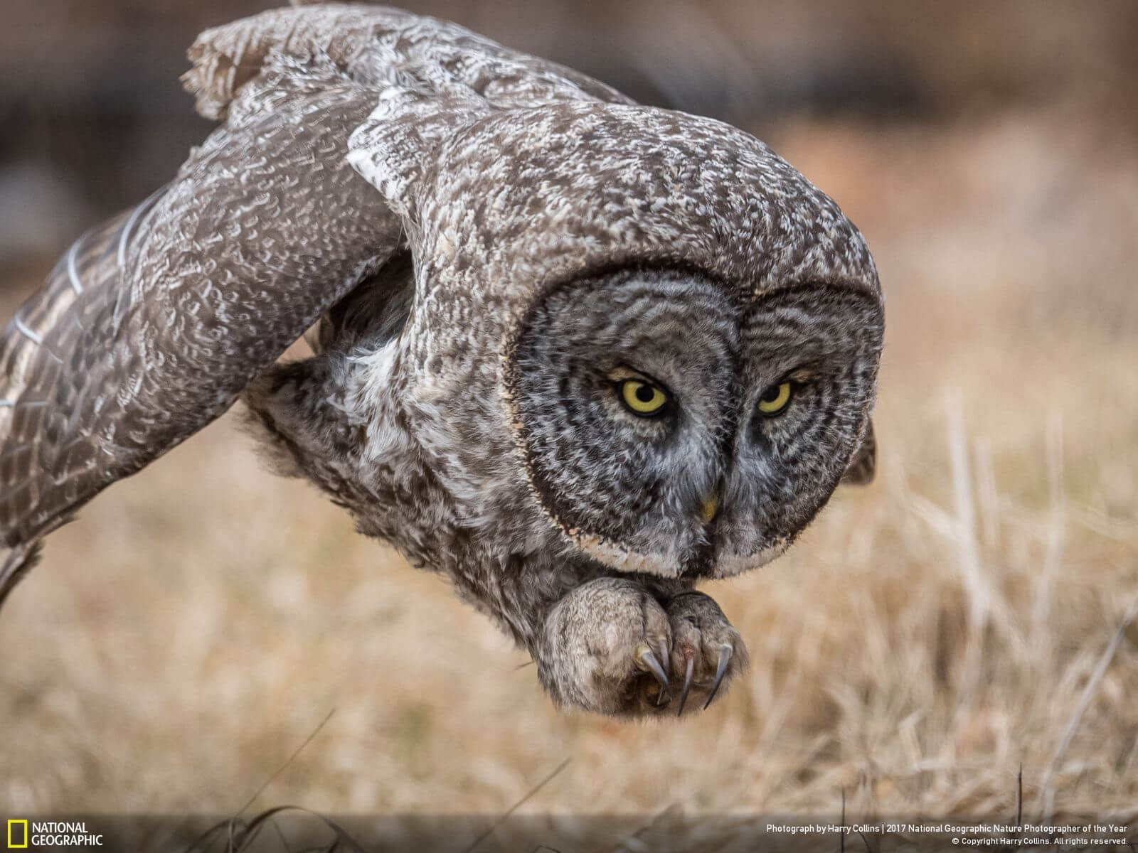 national geographic nature photographer of the year winners 4 (1)