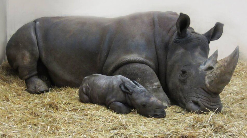 newborn baby white rhino 1 (1)