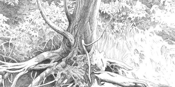 pencil drawings of nature 1 (1)