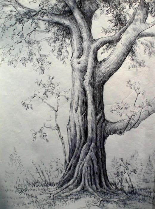 pencil sketch of nature 16 (1)