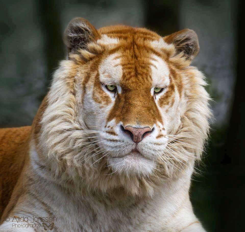 Watch The Rare Golden Tiger And It's Beautiful And Delicate Looking Fur