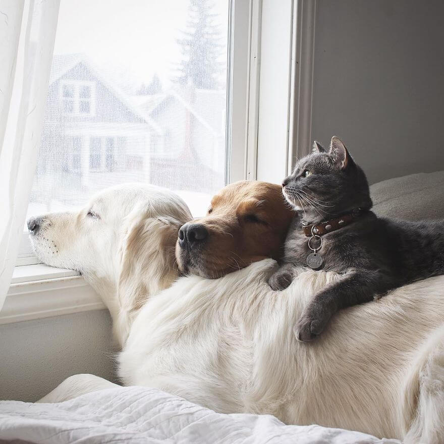 38 Pictures Of Two Dogs And a Cat Who Just Love Doing Everything ...