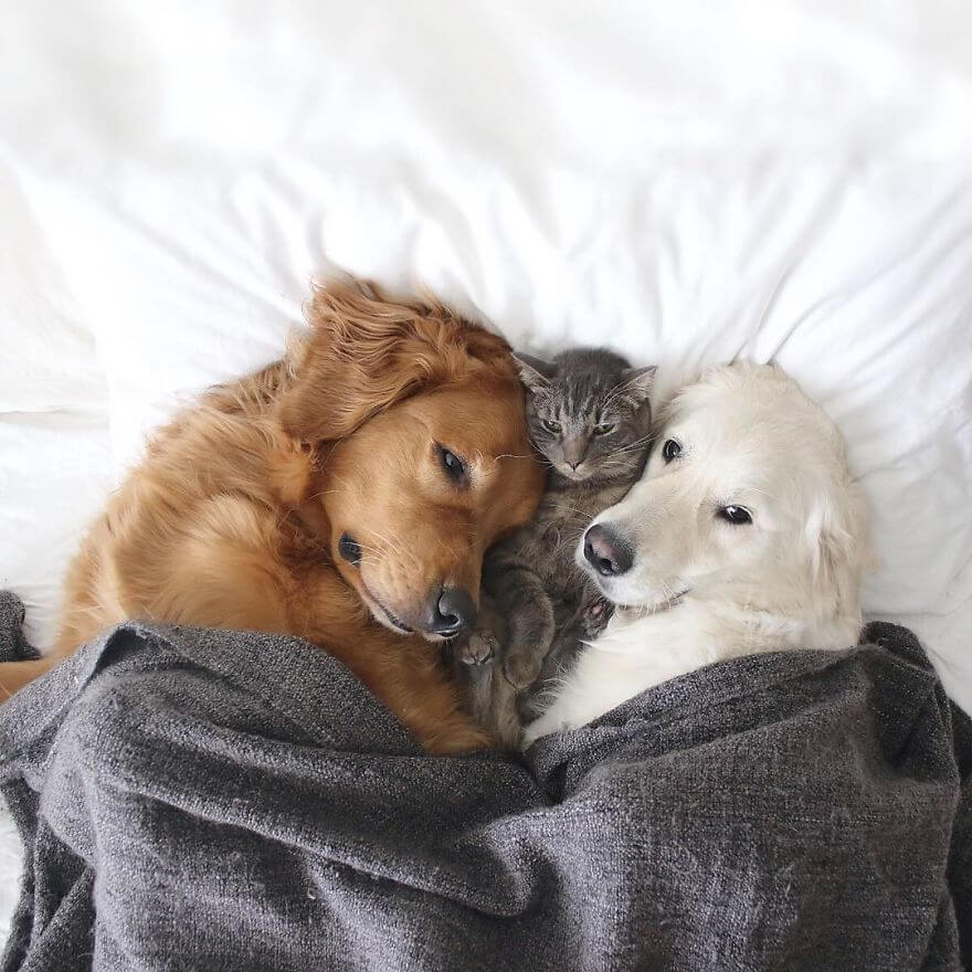 38 Pictures Of Two Dogs And a Cat Who Just Love Doing Everything ...