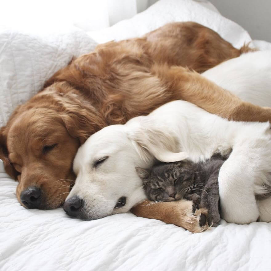 dogs and cat napping 13 (1)