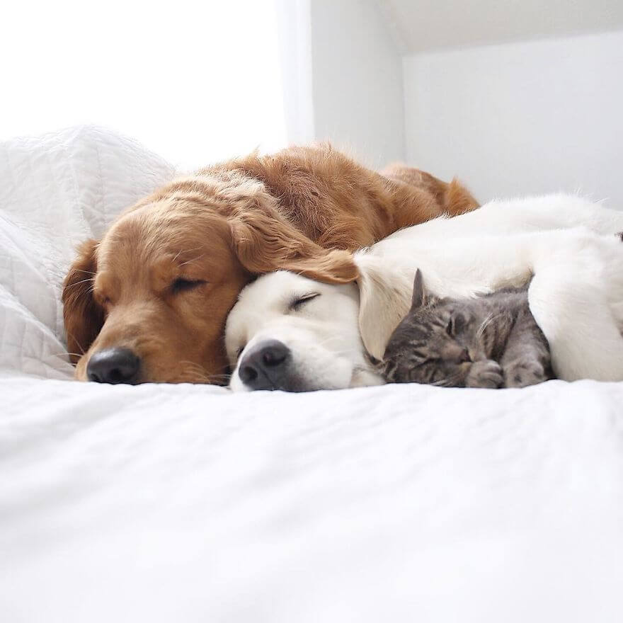 dogs and cat napping 15 (1)