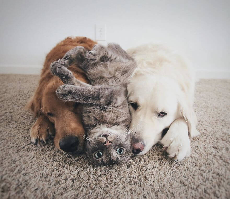 38 Pictures Of Two Dogs And a Cat Who Just Love Doing Everything ...