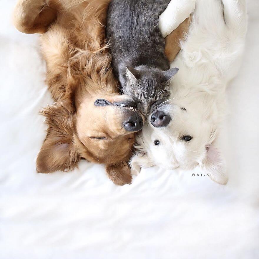 38 Pictures Of Two Dogs And a Cat Who Just Love Doing ...