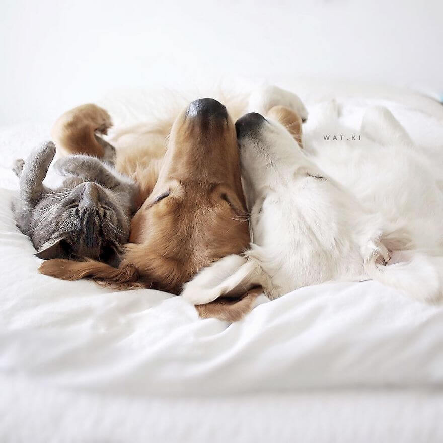 38 Pictures Of Two Dogs And a Cat Who Just Love Doing Everything ...