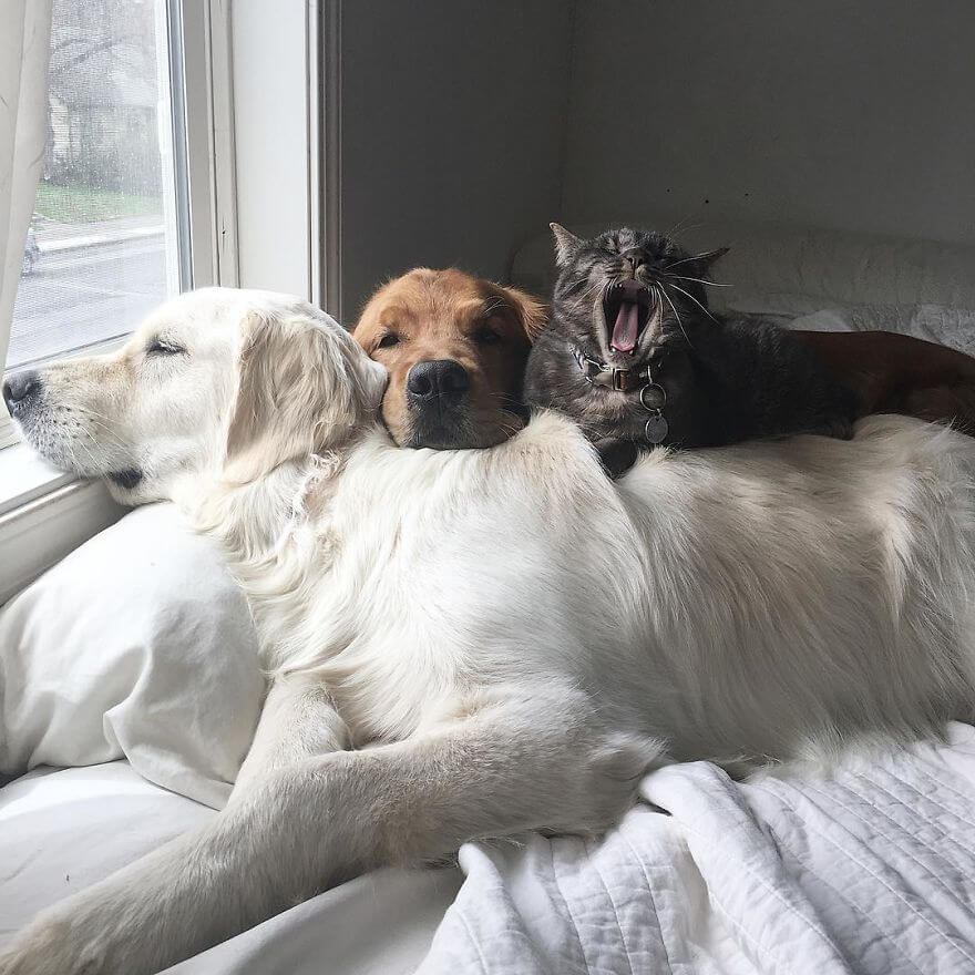 38 Pictures Of Two Dogs And a Cat Who Just Love Doing Everything ...