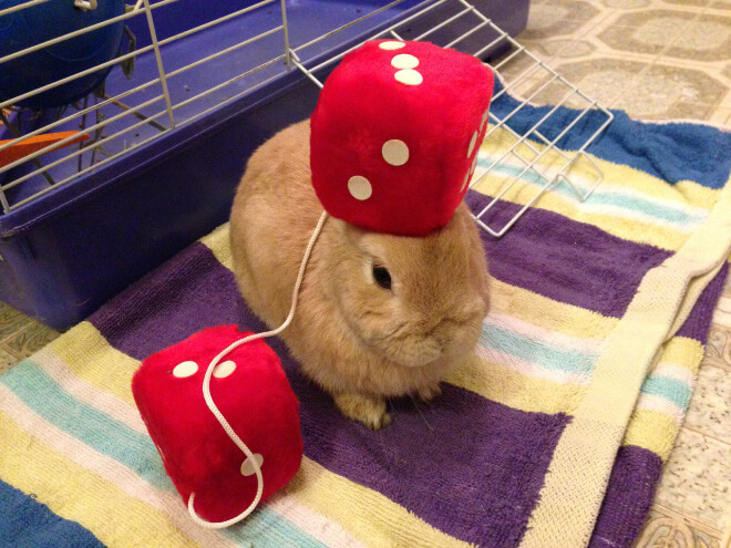 bunnies with things on their heads 12 (1)