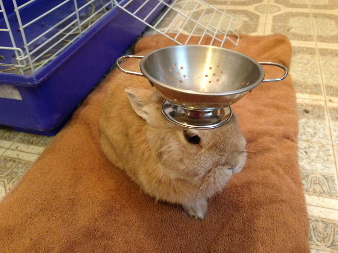 bunnies with things on their heads 18 (1)