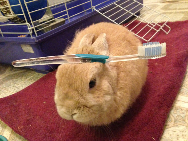 bunnies with things on their heads 7 (1)