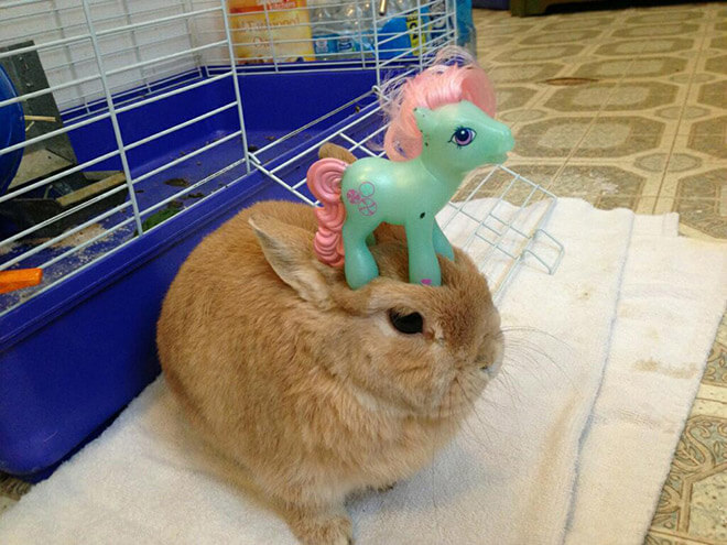 bunnies with things on their heads 9 (1)