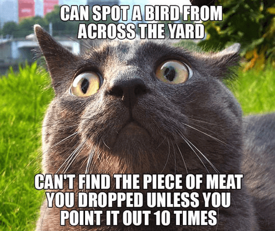 cat logic memes 1 (1)
