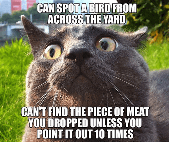 20 Cat Logic Memes Only Cat Owners Will Understand And Laugh With Tears ...