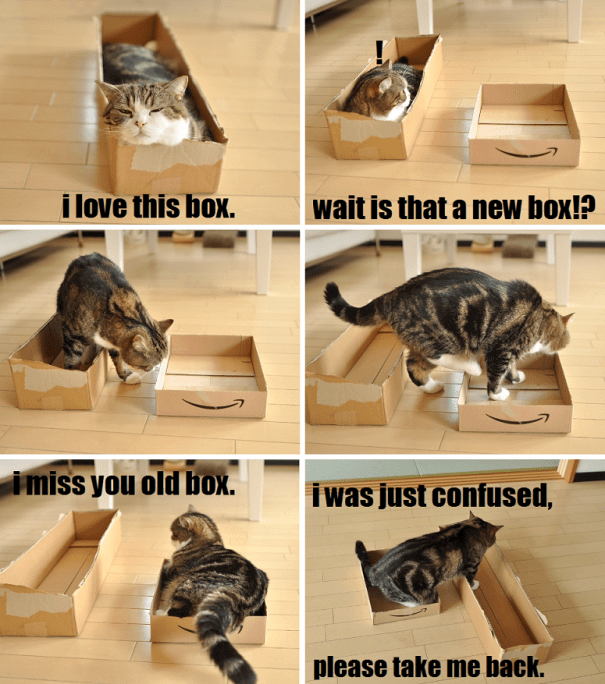 cat logic images 12 (1)