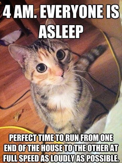 kitten logic memes 14 (1)