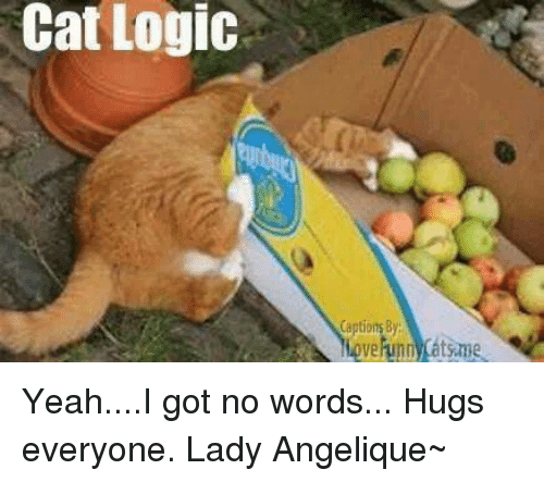 kitten logic memes 17 (1)