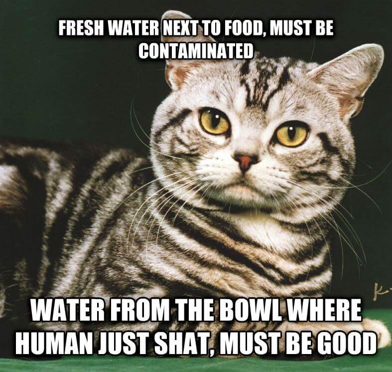 cat logic puns 6 (1)