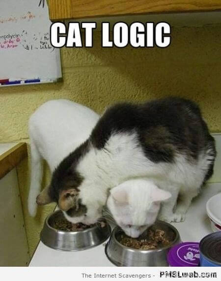 20 Cat Logic Memes Only Cat Owners Will Understand And Laugh With Tears ...