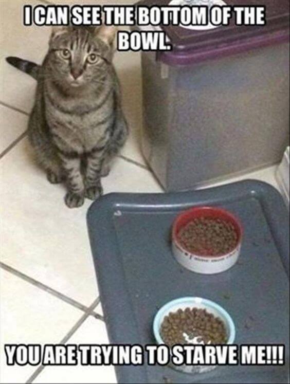 cat logic images 9 (1)