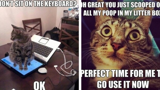 20 Cat Logic Memes Only Cat Owners Will Understand And 