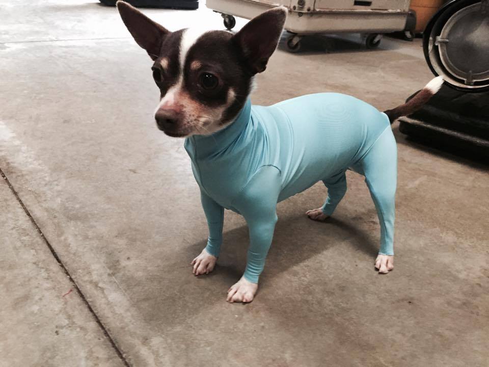 dog leotards 3 (1)