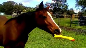 horse playing with rubber chicken 2 (1)