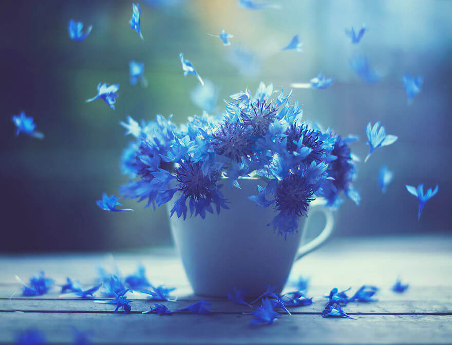 whimsical flower images ashraful arefin 1 (1)