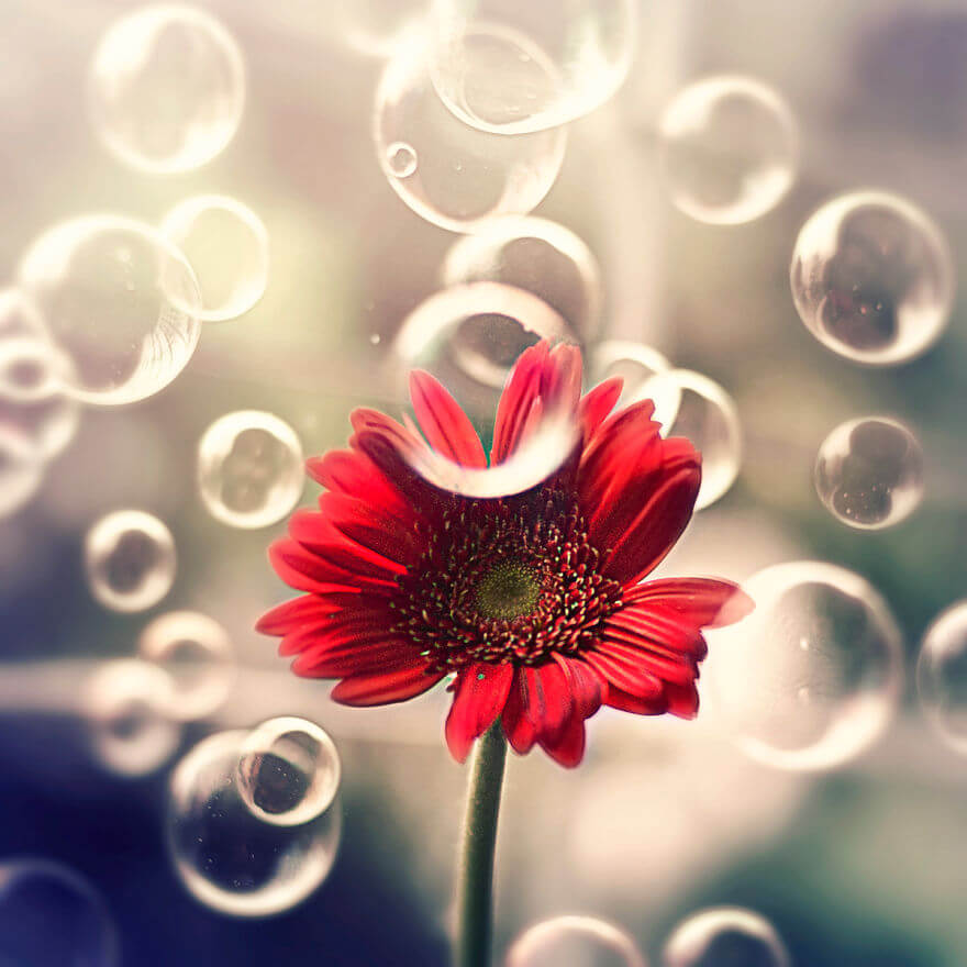 whimsical flower pics ashraful arefin 12 (1)