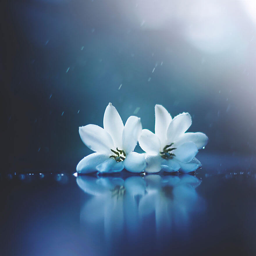 whimsical flower images ashraful arefin 14 (1)