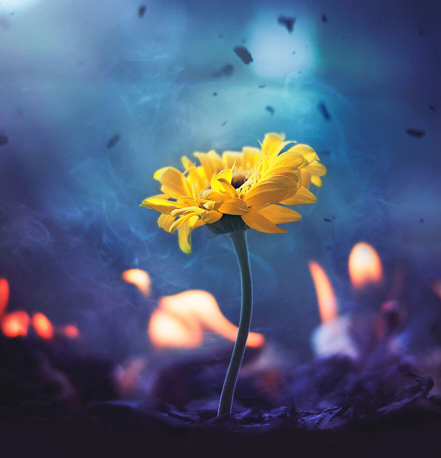 whimsical flower images ashraful arefin 15 (1)