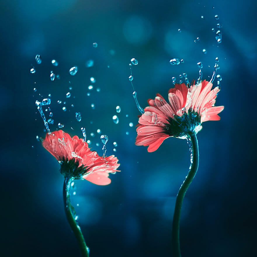 whimsical flower images ashraful arefin 2 (1)