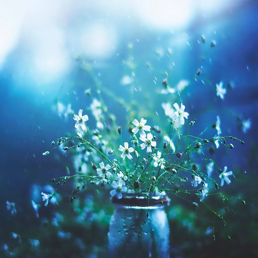 whimsical flower pictures ashraful arefin 4 (1)