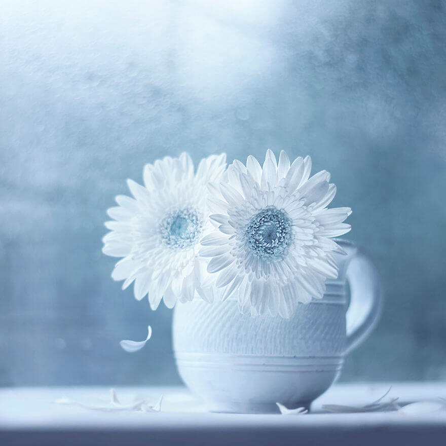 whimsical flower pictures ashraful arefin 5 (1)