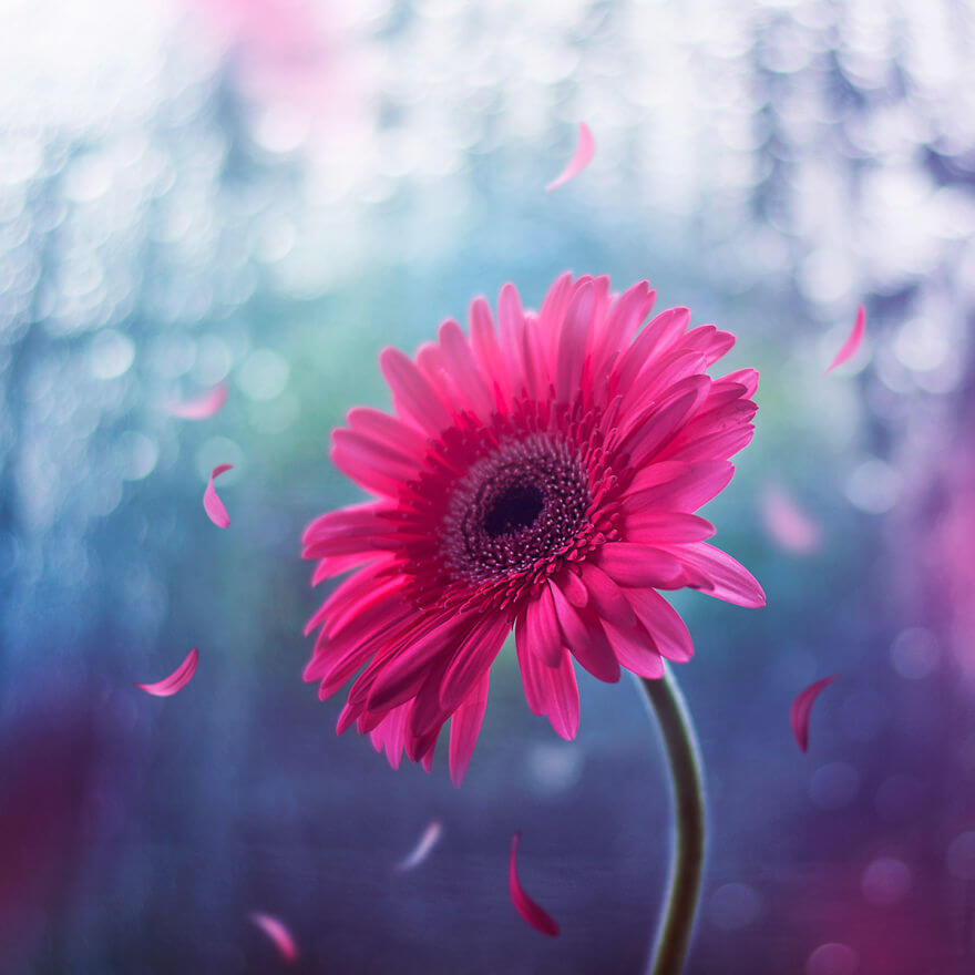 whimsical flower pictures ashraful arefin 6 (1)