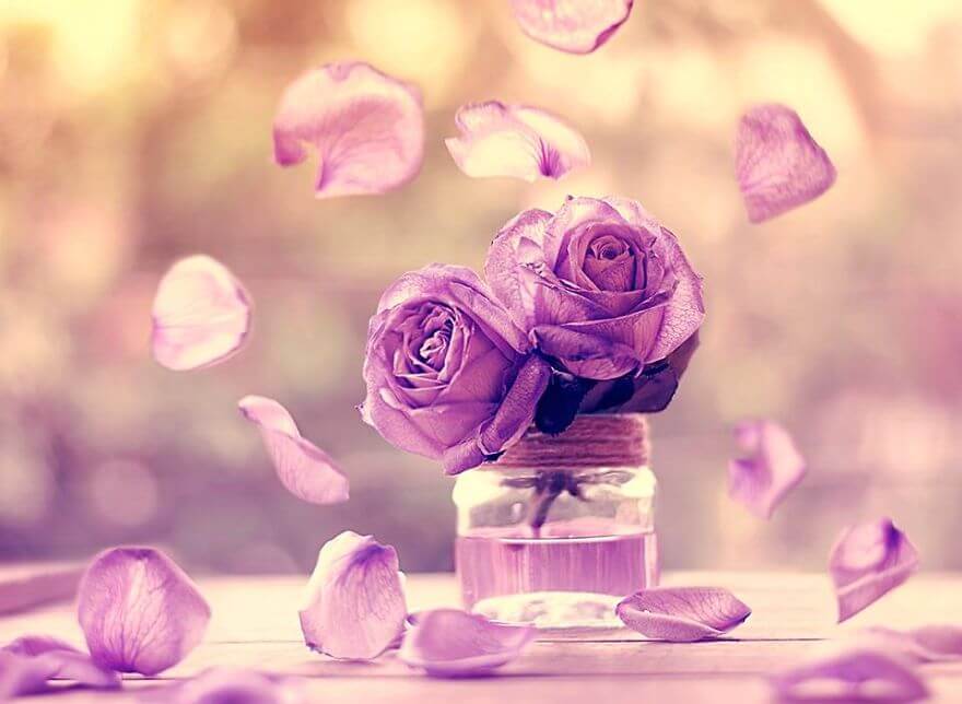 whimsical flower pics ashraful arefin 9 (1)