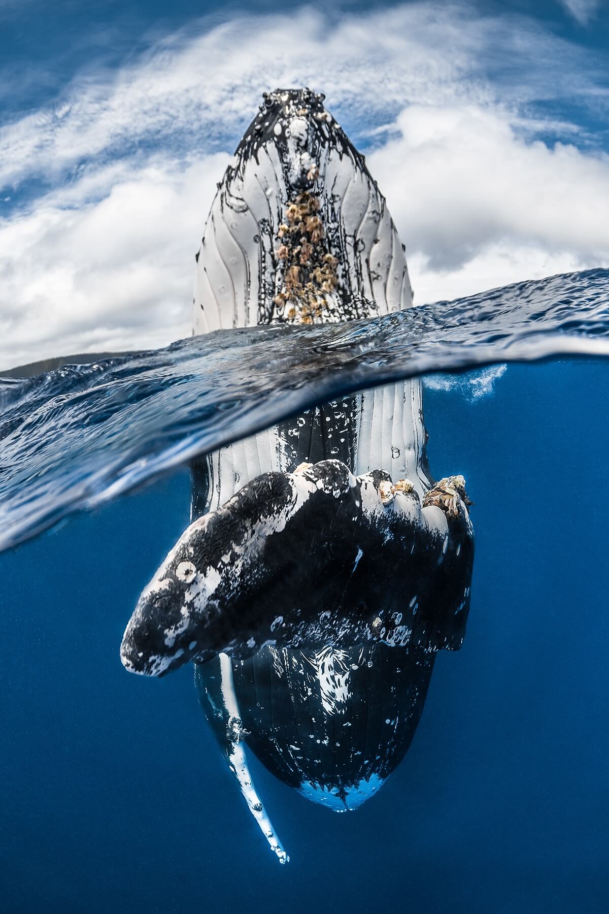 Winners of the 2018 Underwater Photographer of the Year awards 5 (1)