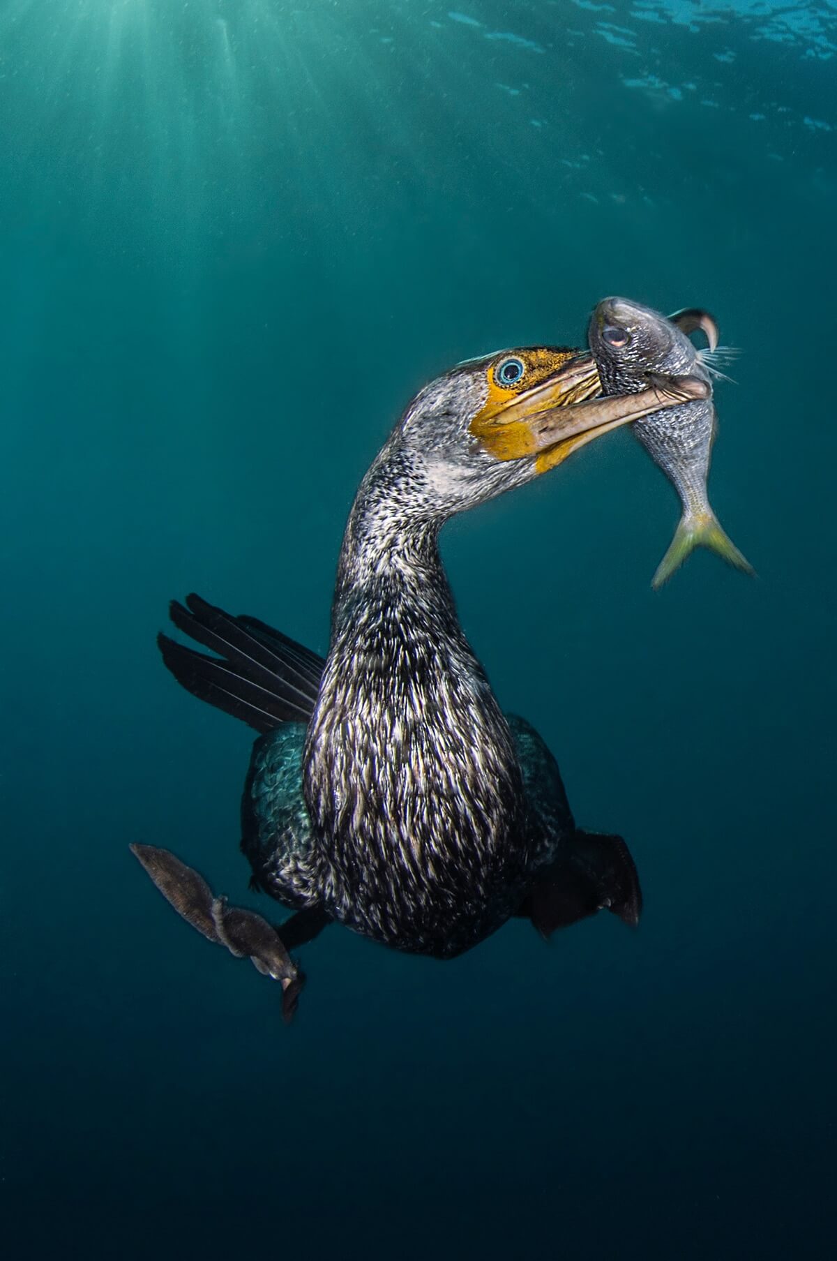 Winners of the 2018 Underwater Photographer of the Year awards 9 (1)