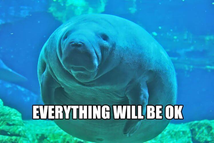 calming manatee 1 (1)